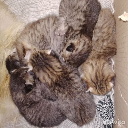 Отдам котят в добрые руки