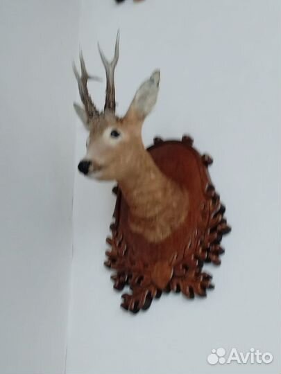 Чучело головы косули