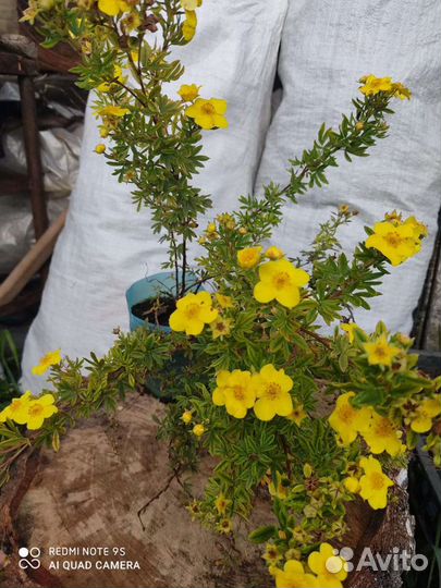 Лапчатка кустарниковая