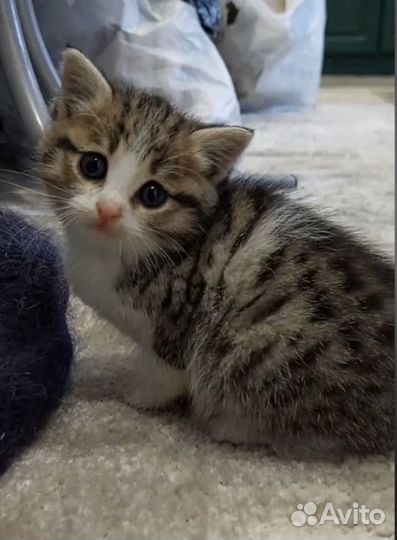 Котенок в дар