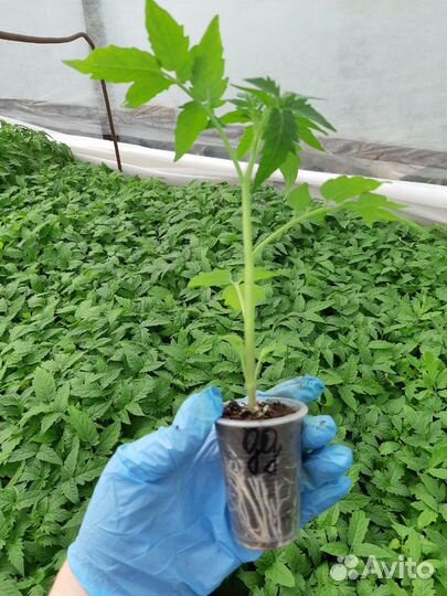 Рассада овощей и цветов