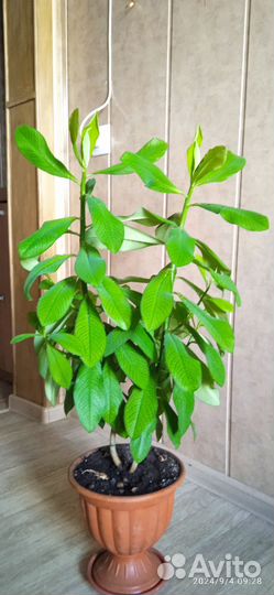 Молочай Гранта