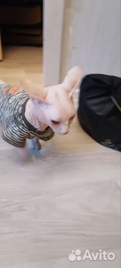 Кот сфинкс бамбино