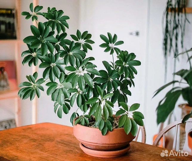 Шеффлера, семена