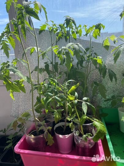 Рассада помидор остатки