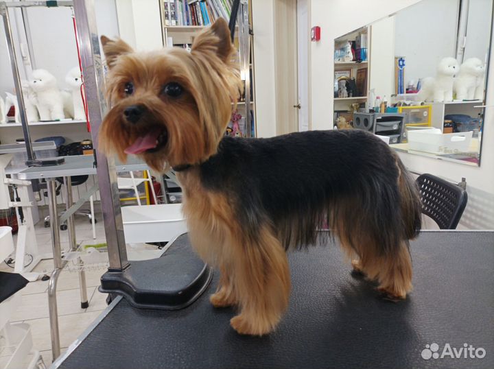 Стрижка собак и кошек. ЖК Волгарь