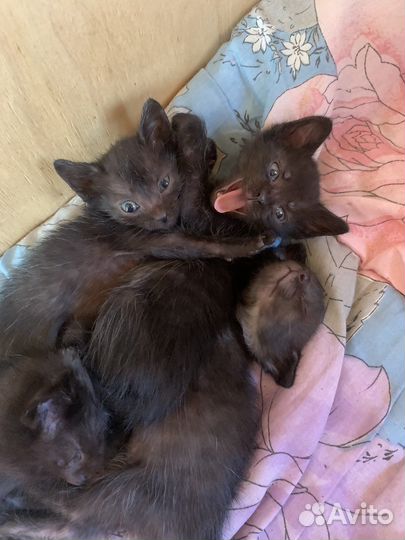 Котята в добрые руки