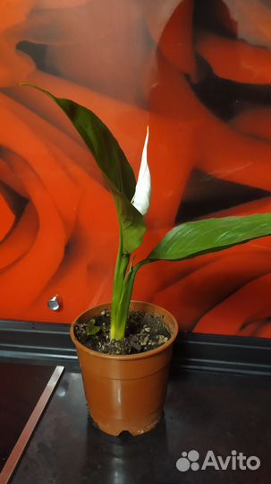 Спатиффилум