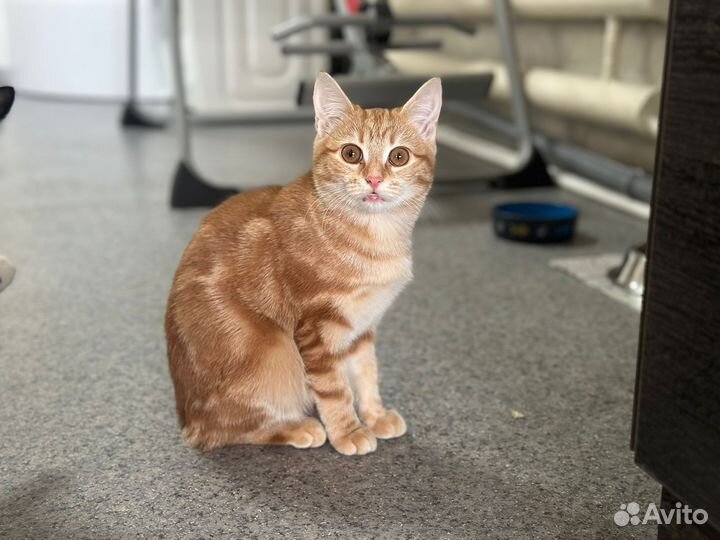 Отдам Кошку в добрые руки
