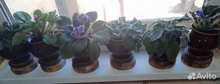 Фиалка в горшках