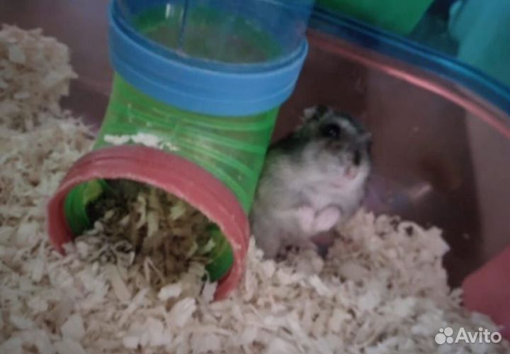 Хомяк с клеткой