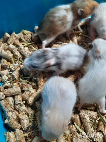 Сирийский хомяк бесплатно