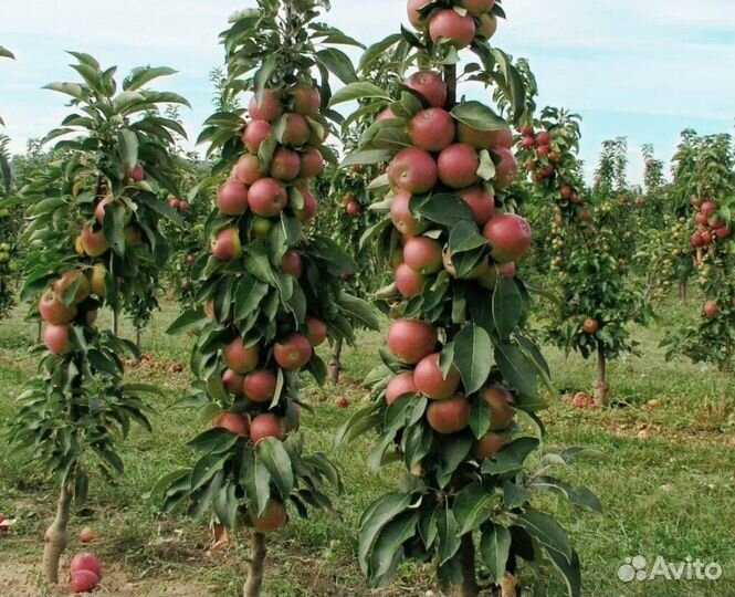 Колоновидные яблони и доугое )