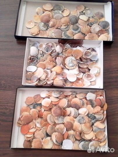 Разноцветные Ракушки Крылатки одним пакетом