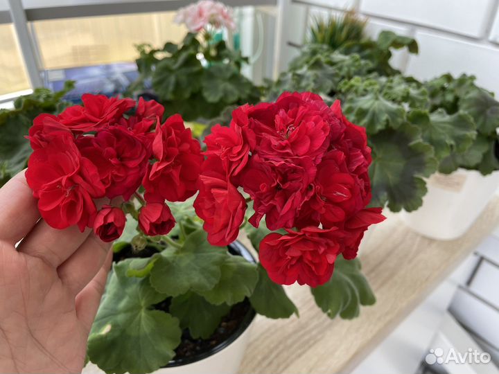 Ив Майя Плисецкая Пеларгония