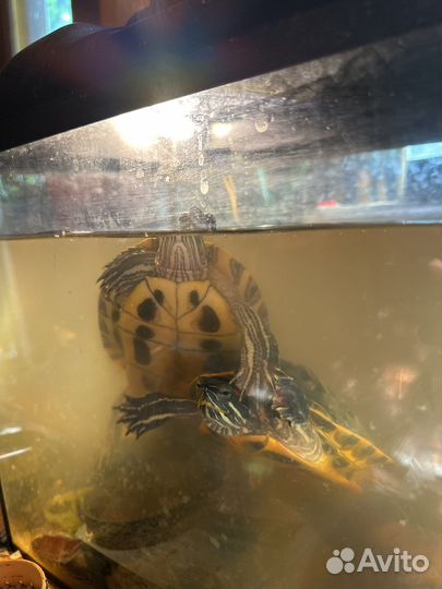 Красноухие черепахи