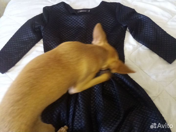 Собака тойтерьер мальчик