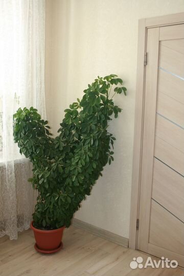 Комнатные растения большие