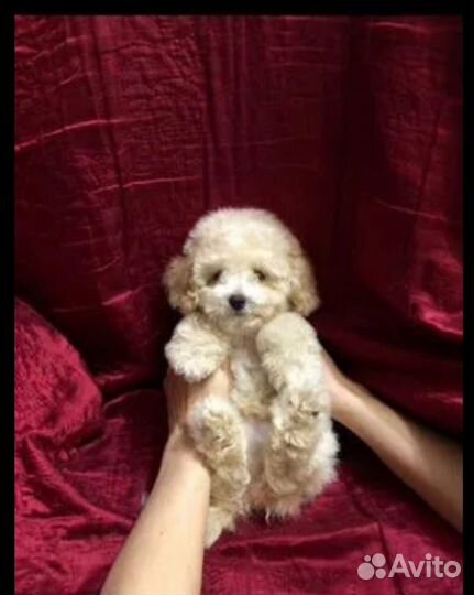 Щенки maltipoo f1 мальтипу