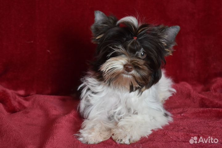 Цветной йорк - зефир в шоколаде