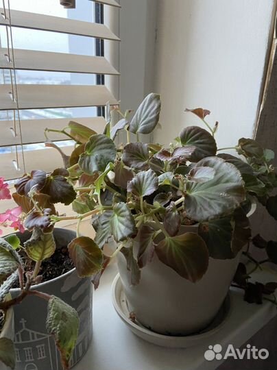 Бегония цветущая