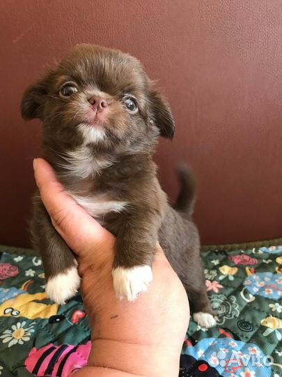 Вязка кобель чихуахуа