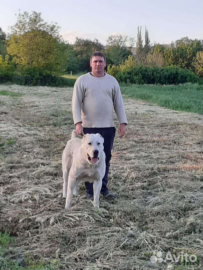 Среднеазиатская овчарка алабай вязка