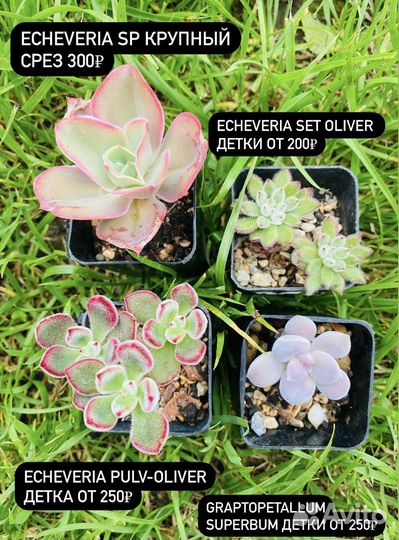 Суккуленты