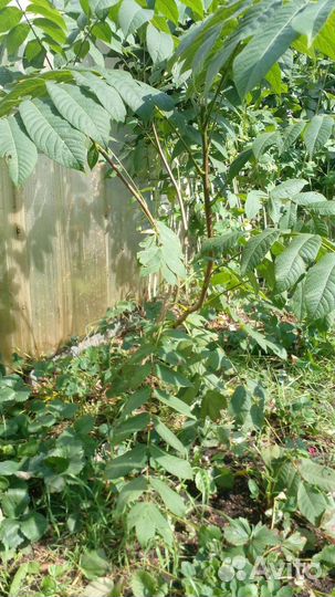 Манжурский орех