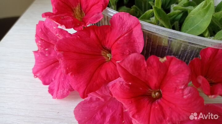 Петуния укорененые черенки