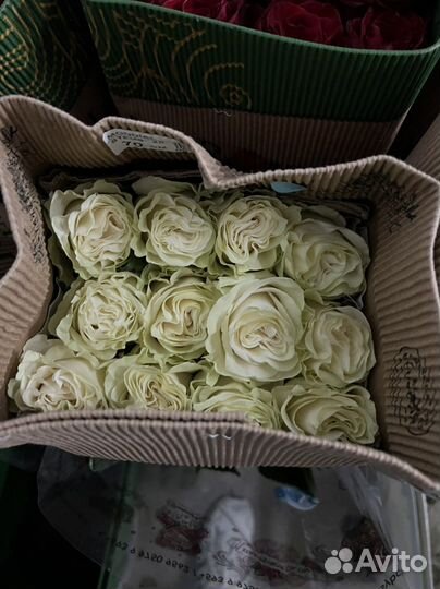 Розы оптом