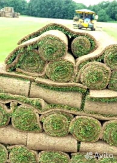 Рулонный газон