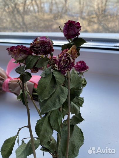 Сухоцветы для творчества