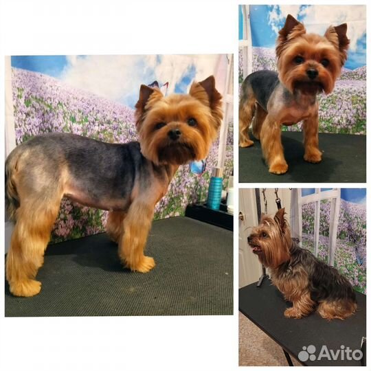 Стрижка собак, кошек. Груминг. Экспресс линька