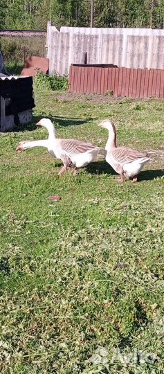 Гуси