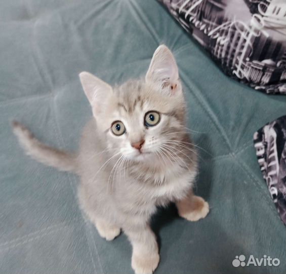 Кошки шотландцы