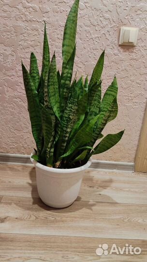 Сансевиерия