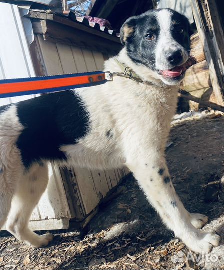 Щенки подростки в добрые руки