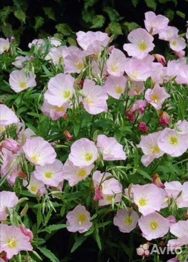 Энотера, Ландыш, мята,молодило