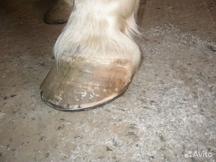 Расчистка-ковка копыт лошадей