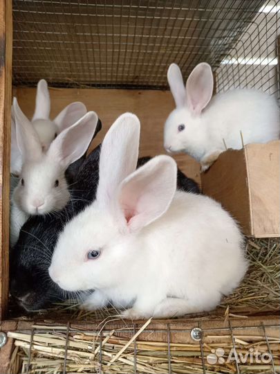 Фландр, Бабочка