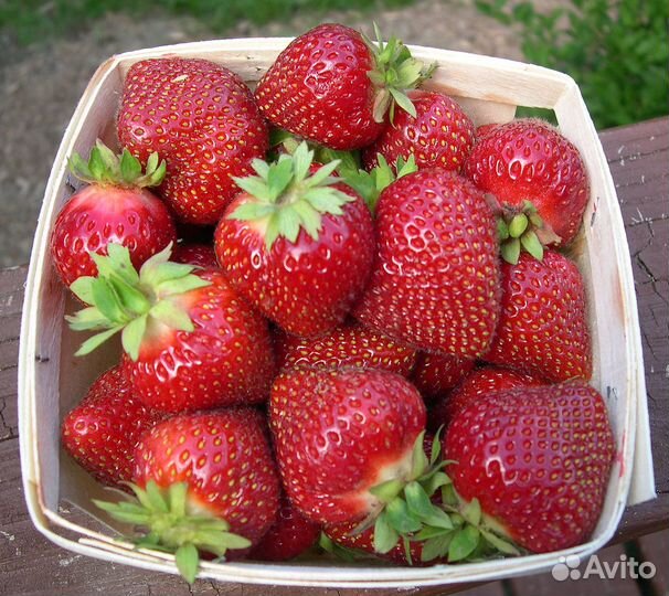 Клубника ранняя сорт 