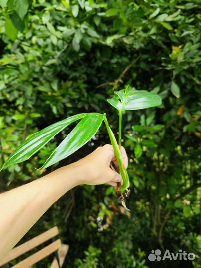 Эпипремнум драгон тейл (хвост дракона)