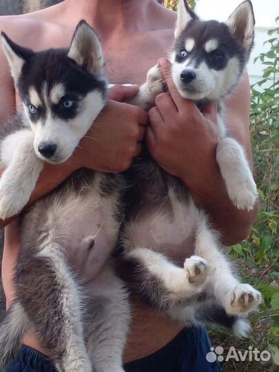 Щенки хаски