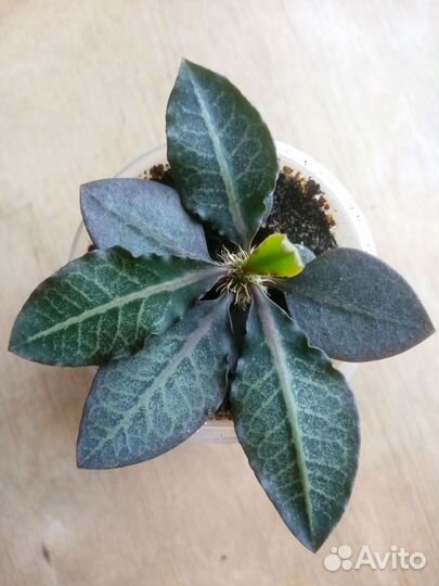 Молочай франкози (euphorbia francoisii)