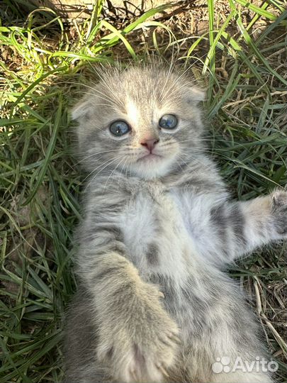 Котеноки Скоттиш-фолд шотландские веслоухие