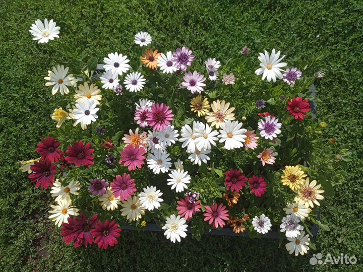 Остеоспермум (Африканская ромашка)