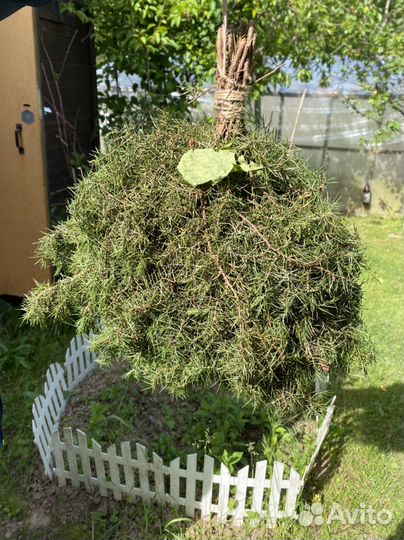 Веники для бани: дубовые, березовые