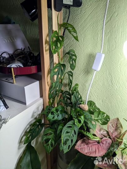 Монстера манки маск