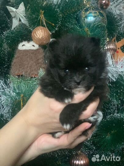 Щенки померанского шпица